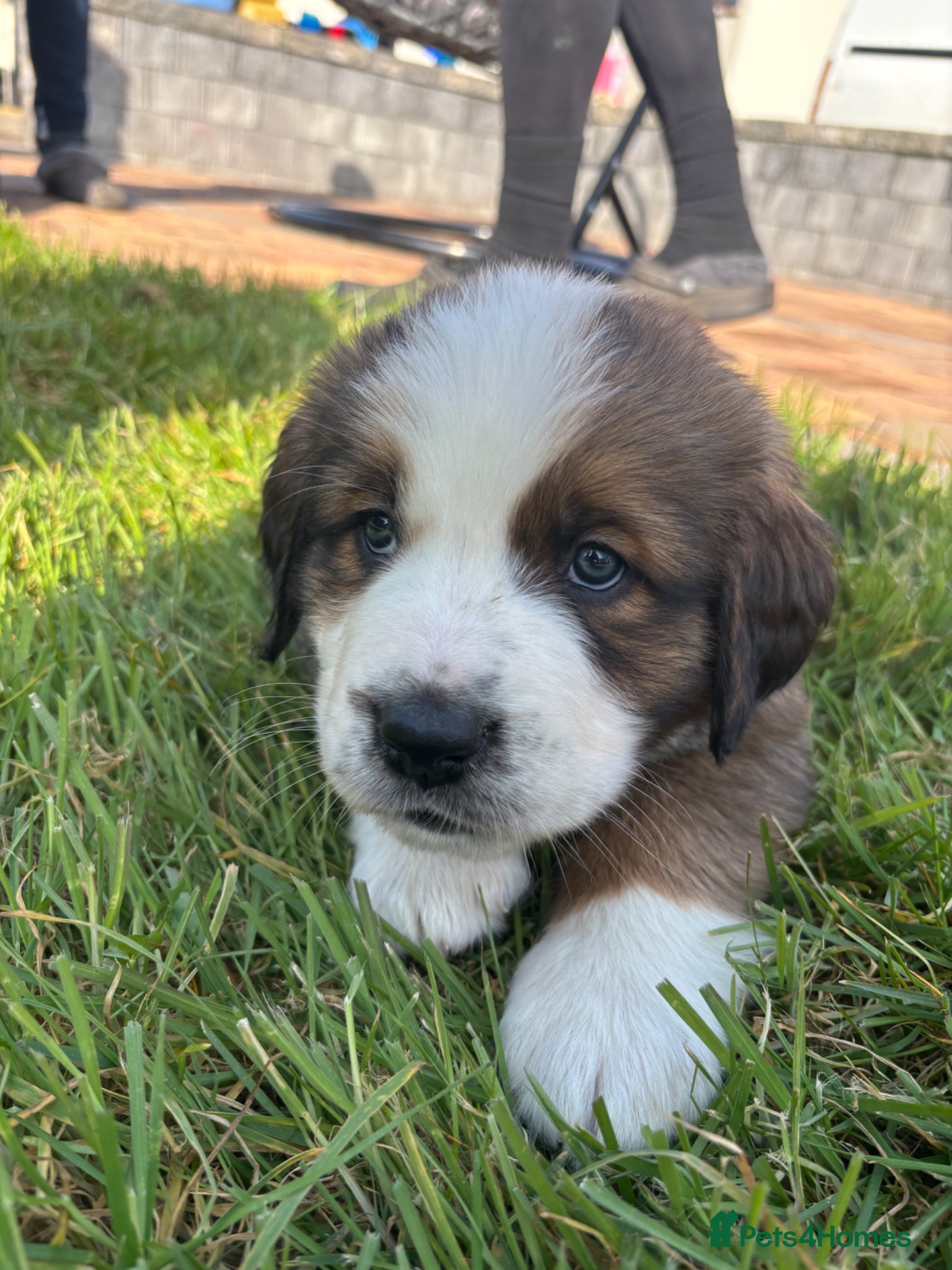 Mixed Breed dogs Saint Bernese pups  - Advert 2