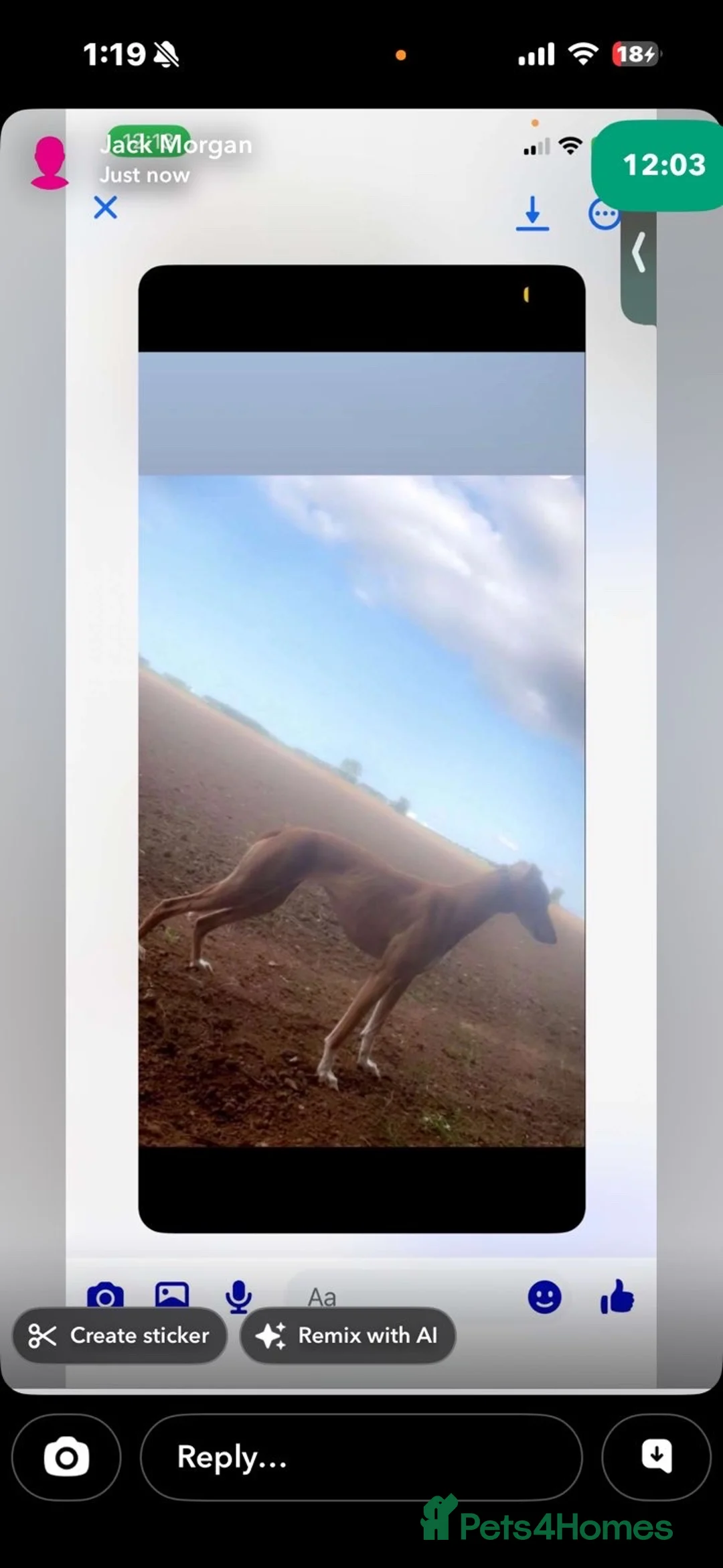 Mixed Breed dogs for sale: Rocky in Middlesbrough - Advert 2