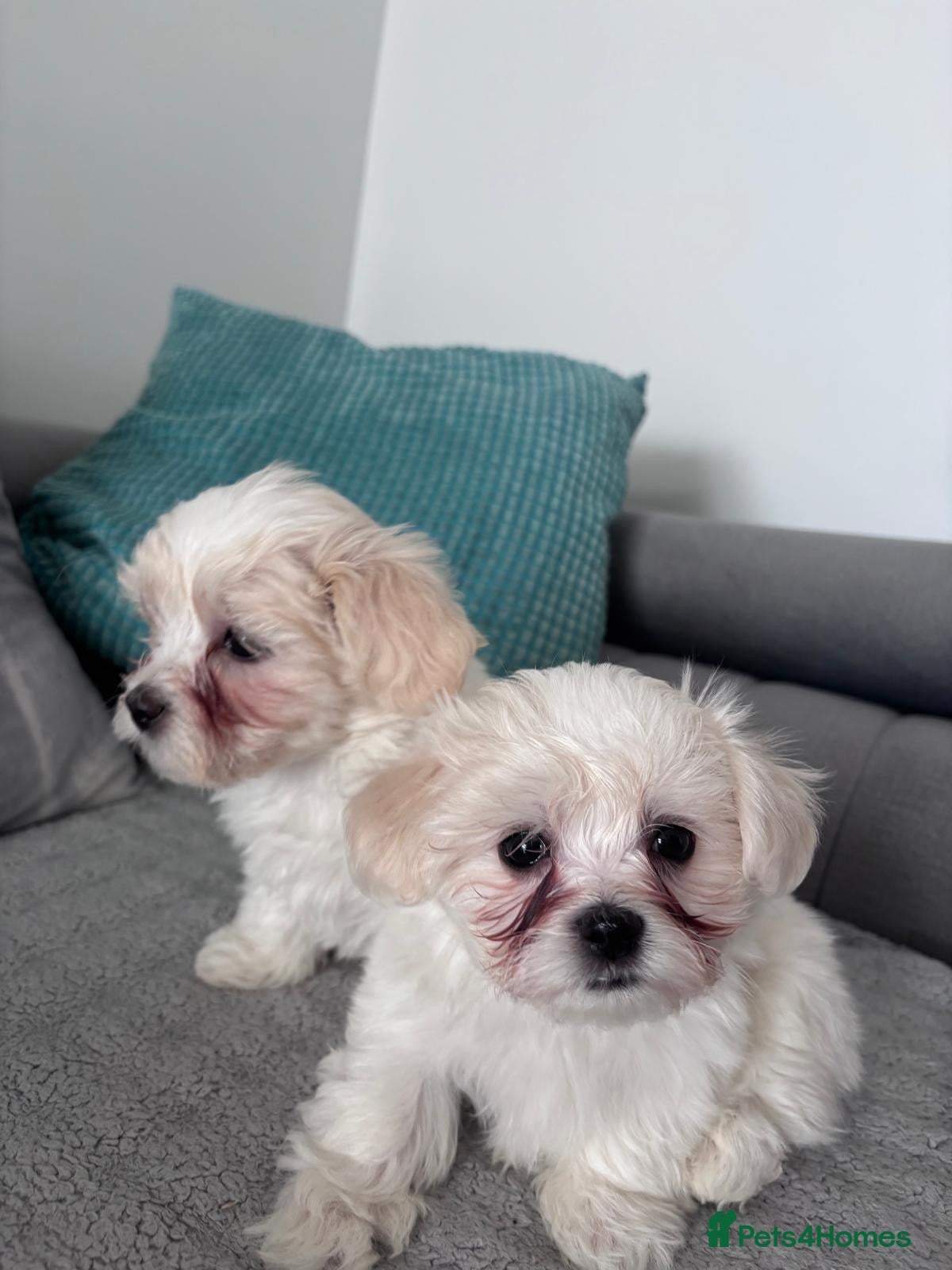 Maltese dogs 3 beautiful Maltese puppies left  - Advert 11