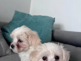 Maltese dogs 3 beautiful Maltese puppies left - Advert 11
