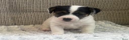 Jack Russell dogs for sale: Gorgeous short-legged Jack Russell Puppies! - Advert 4