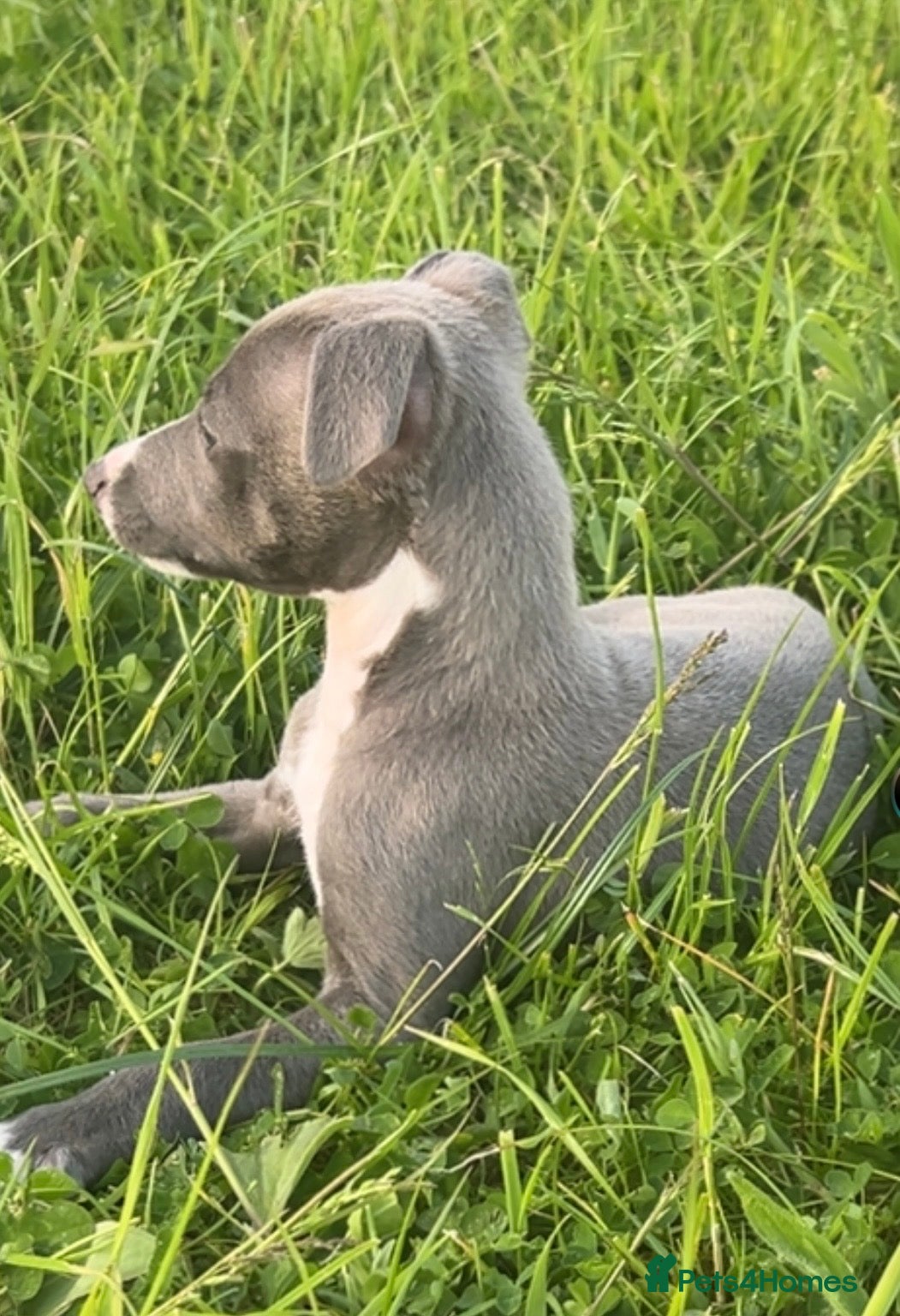 Mixed Breed dogs for sale: Italian greyhound/whippet in Maryport - Advert 11