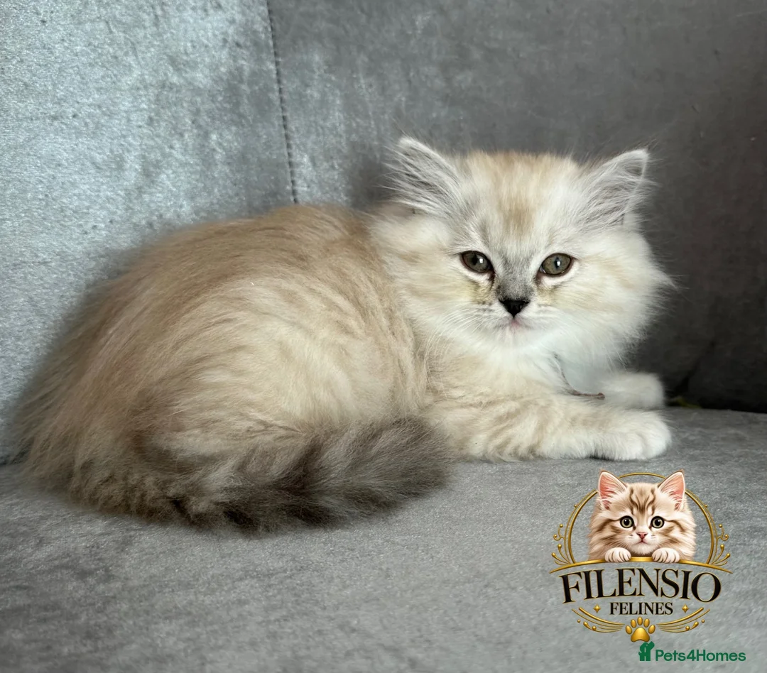 RagaMuffin cats for sale: Authentic Rare RagaMuffins  - Advert 2