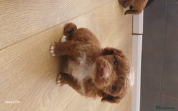 Cockapoo dogs for sale: ** BEAUTIFUL LITTER OF COCKAPOOS ** - Image 28