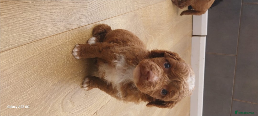 Cockapoo dogs for sale: ** BEAUTIFUL LITTER OF COCKAPOOS ** - Image 28