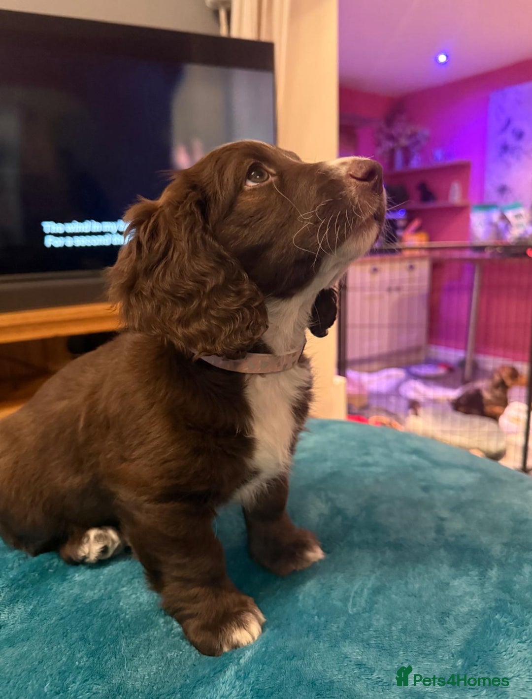 Mixed Breed dogs for sale: Doxie puppies  - Advert 5