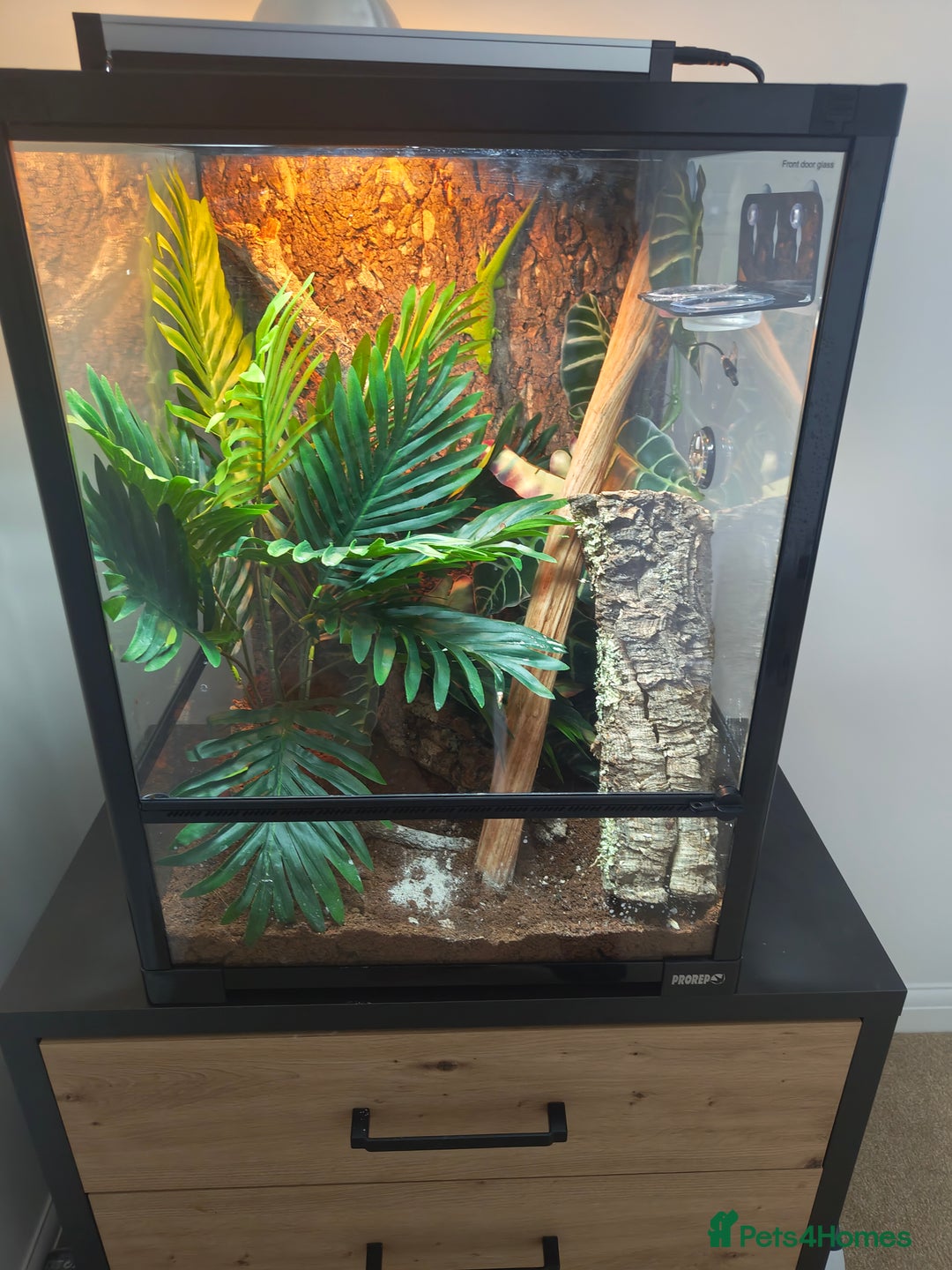 Gecko reptiles for sale: Giant Day Gecko & Set Up Available - Image 10