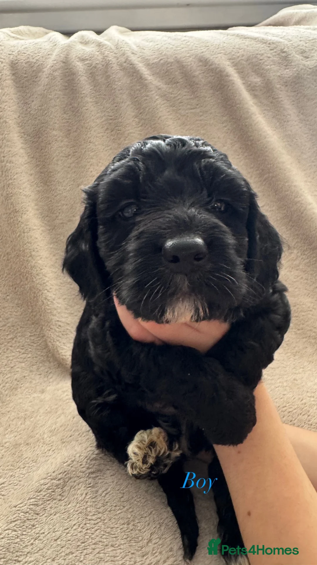 Cockapoo dogs for sale: F1 cockapoos  - Advert 11