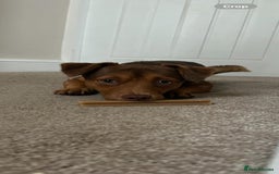 Jack Russell dogs for sale: Jack Russell litter of 7 - Advert 23