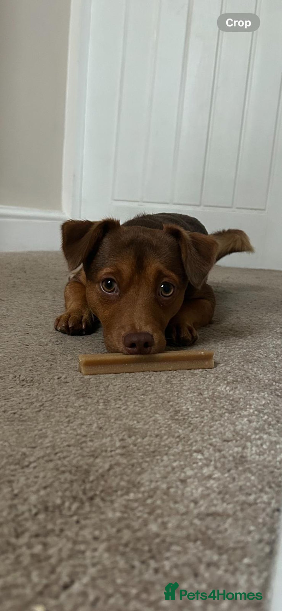 Jack Russell dogs for sale: Jack Russell litter of 7 - Advert 23