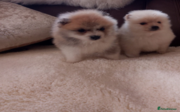 Pomeranian dogs for sale: Miniature Pomeranian puppies - Image 2