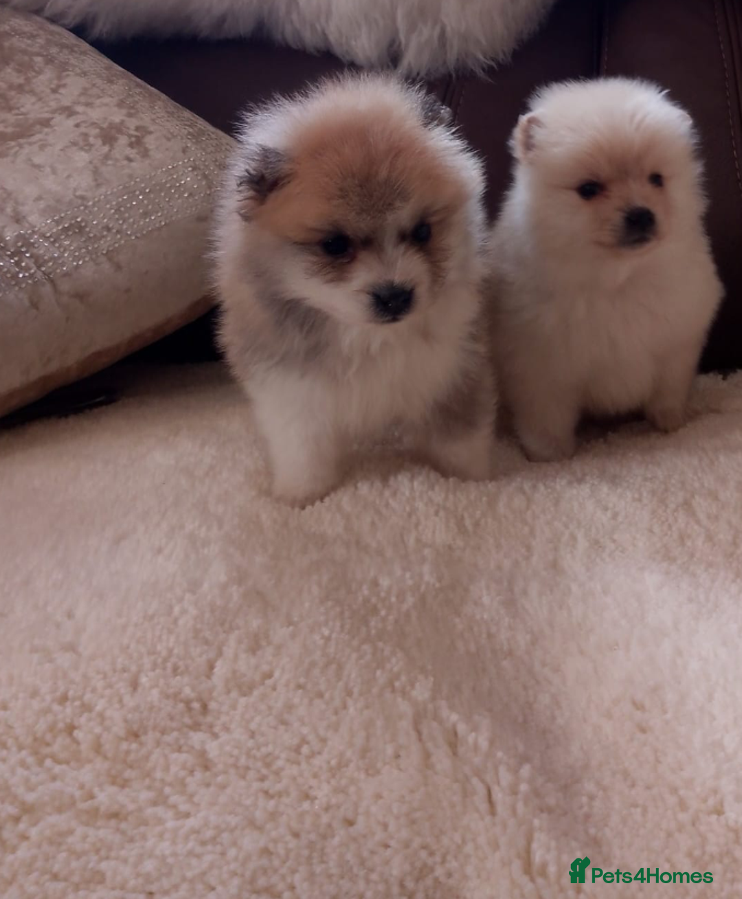 Pomeranian dogs for sale: Miniature Pomeranian puppies - Image 2