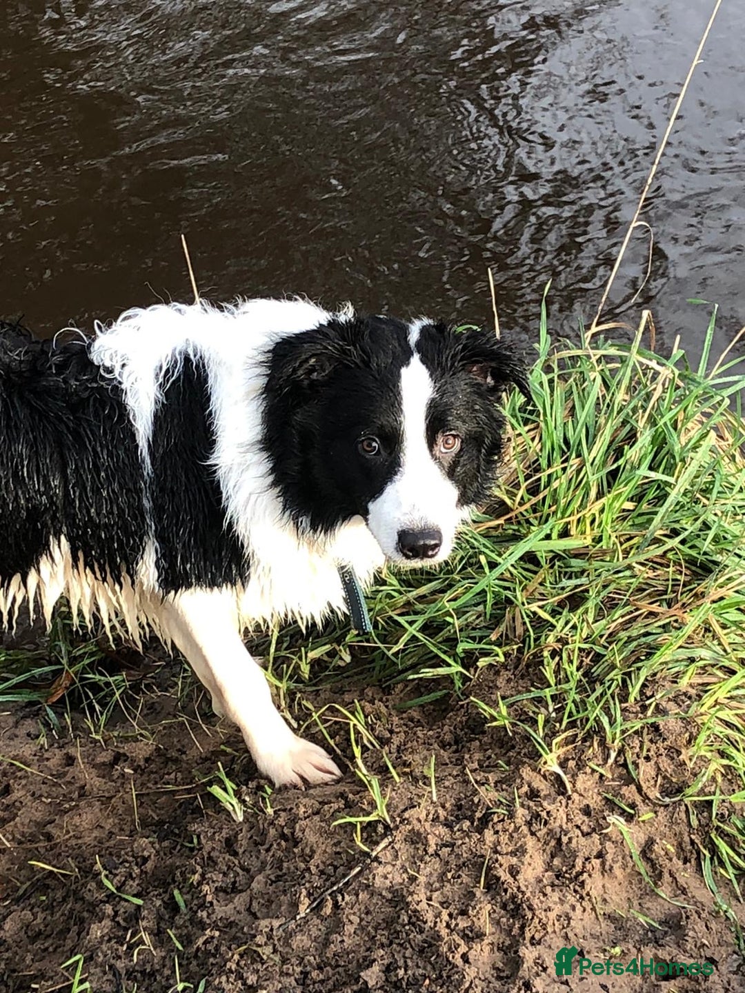Border Collie dogs for sale: Last one boy ,rehome !International Champion line - Advert 7