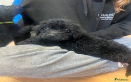 Labradoodle dogs for sale: Gorgeous labradoodle puppies  - Image 6