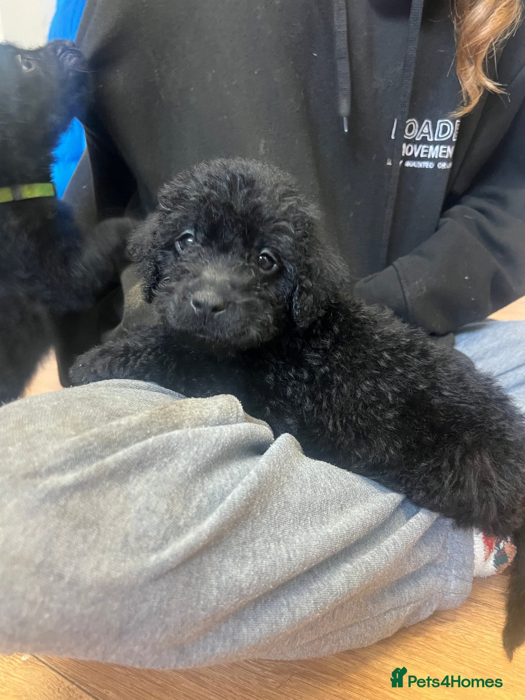 Labradoodle dogs for sale: Gorgeous labradoodle puppies  - Image 6