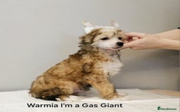 Chinese Crested dogs for stud: Julien INSOLITE FAMILIER import Pl  - Advert 19