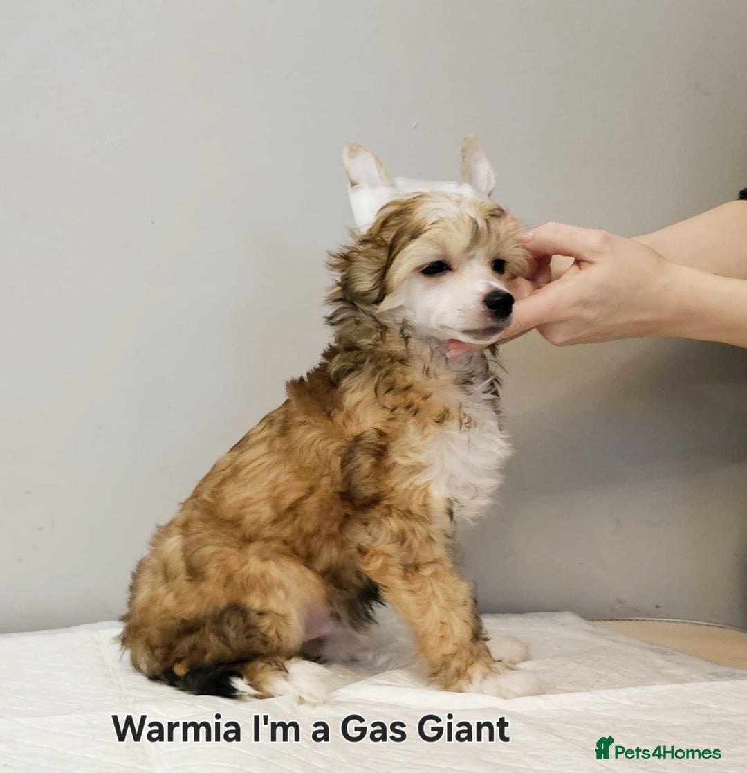 Chinese Crested dogs for stud: Julien INSOLITE FAMILIER import Pl  - Advert 19