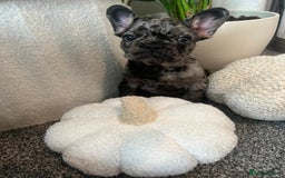 French Bulldog dogs for sale: Beautiful French bulldogs  - Image 1
