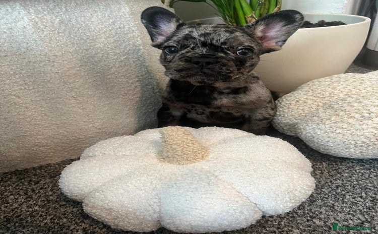 French Bulldog dogs - Advert 5