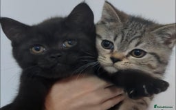 British Shorthair cats for sale:  Ready now. British shorthair kittens  - Image 1
