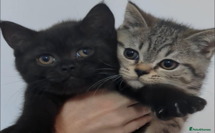 British Shorthair cats - Advert 3