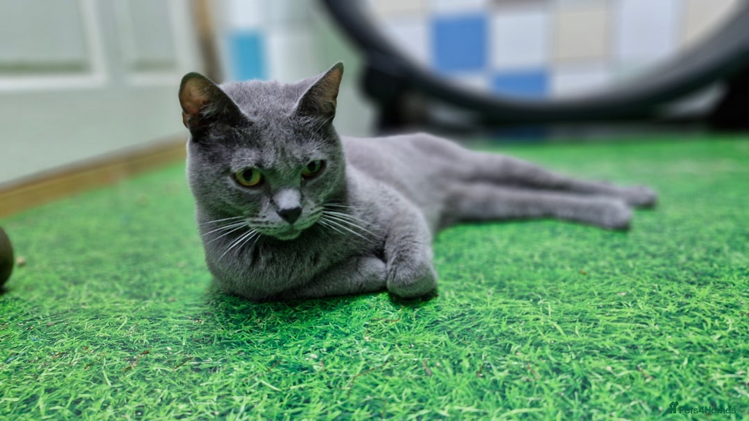 Chartreux cats for sale: Chartreux adult mum and daughter  - Image 1