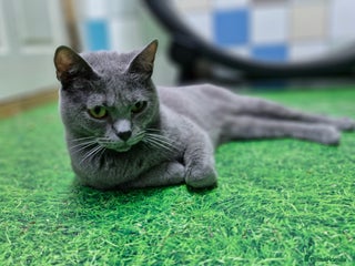 Chartreux cats - Advert 3