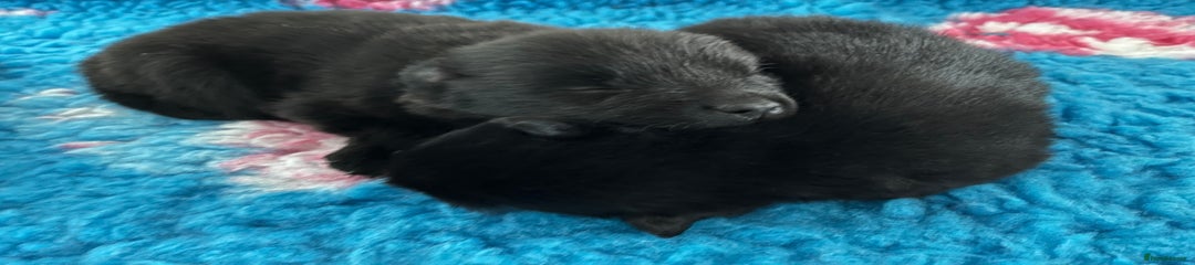 German Spitz Puppy 3