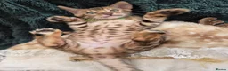 Bengal cats for sale: TICA Registered Bengal Kittens - Advert 19