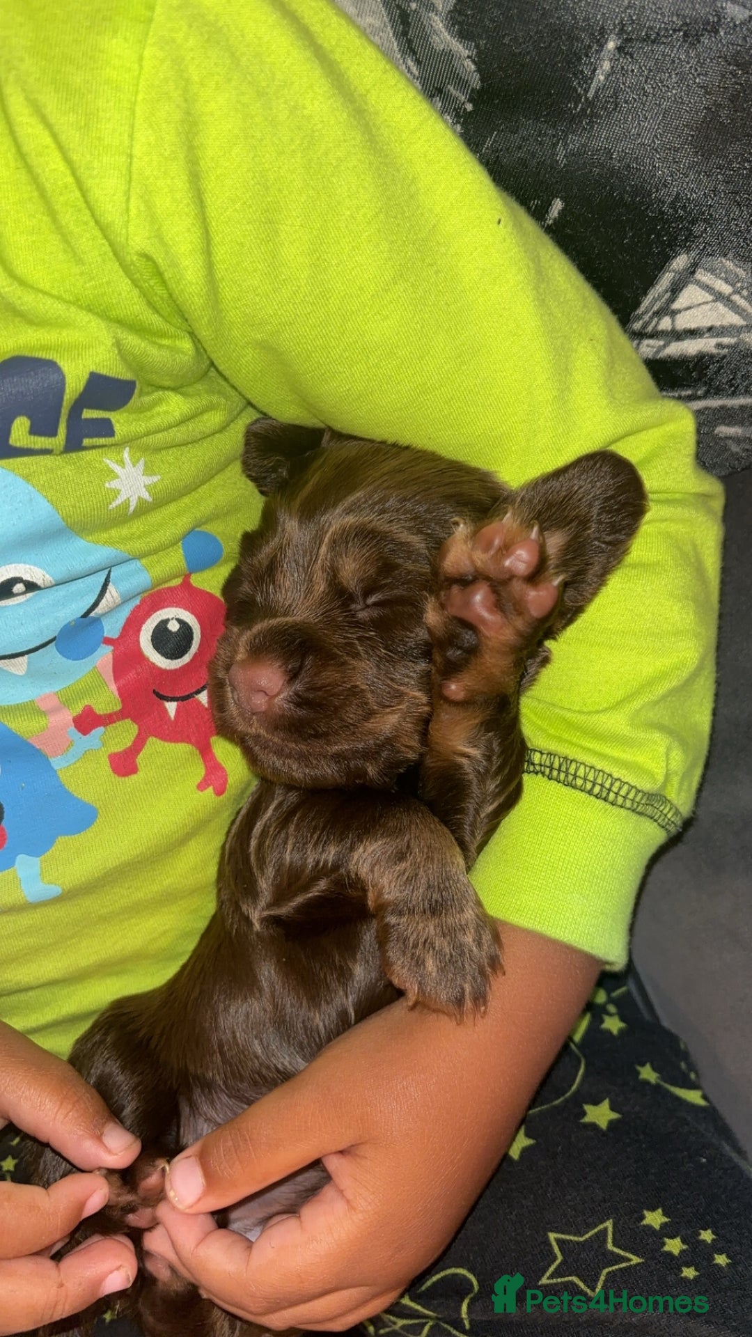 Cocker Spaniel dogs for sale: Cocker spaniel puppies  - Image 5