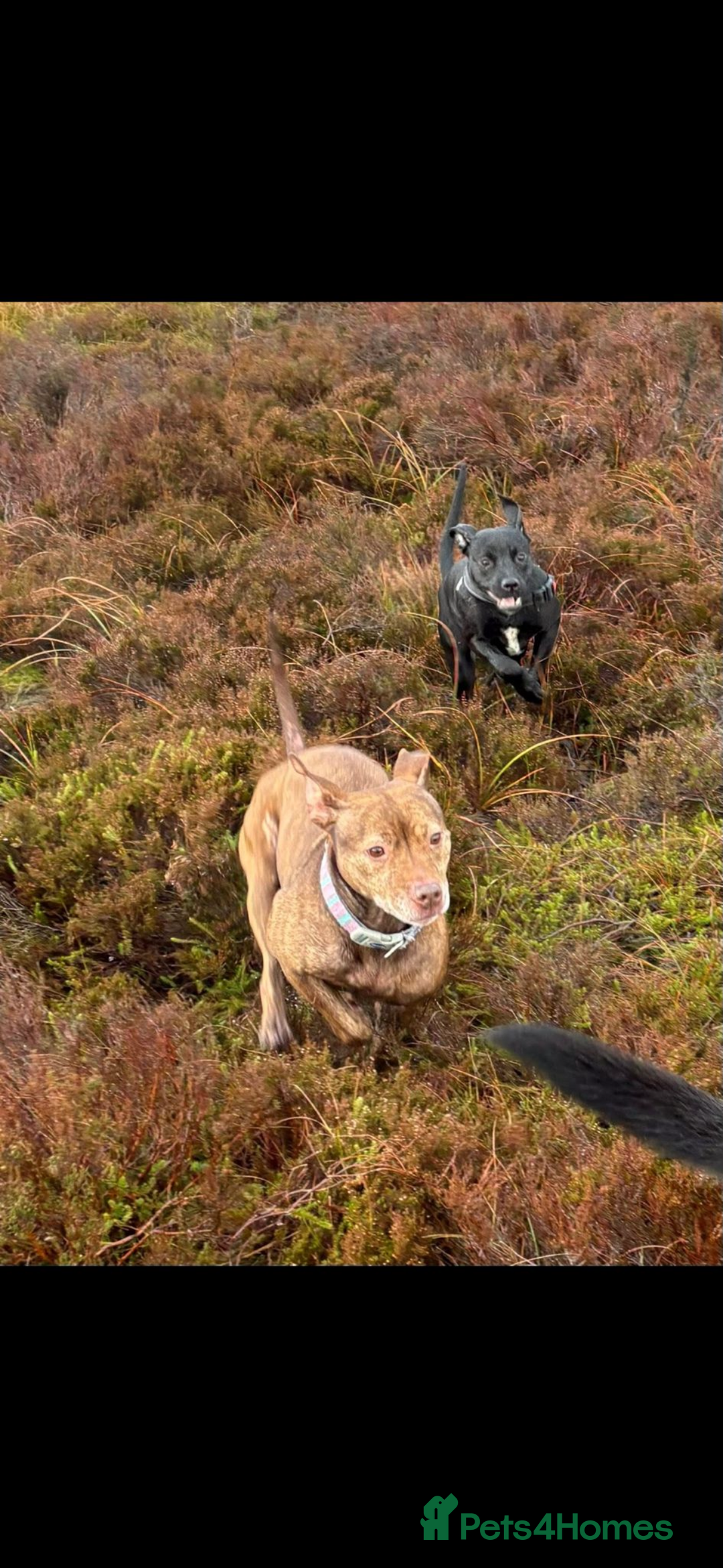 Mixed Breed dogs for sale: Ronnie 8 months old  - Advert 4