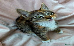 Mixed Breed cats for sale: Maine Coon Cross Kittens Still Available!! - Image 3