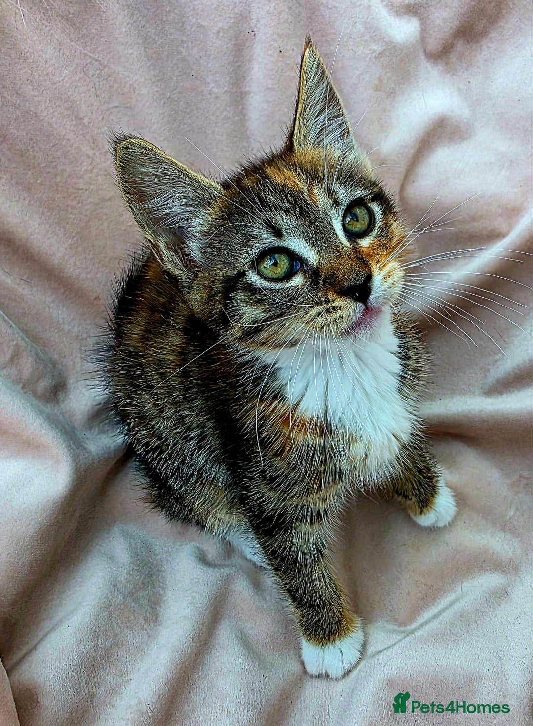 Mixed Breed cats for sale: Maine Coon Cross Kittens Still Available!! - Image 3