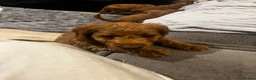Cavapoo dogs for sale: Ms penelope henshaw in Waltham Cross - Advert 8