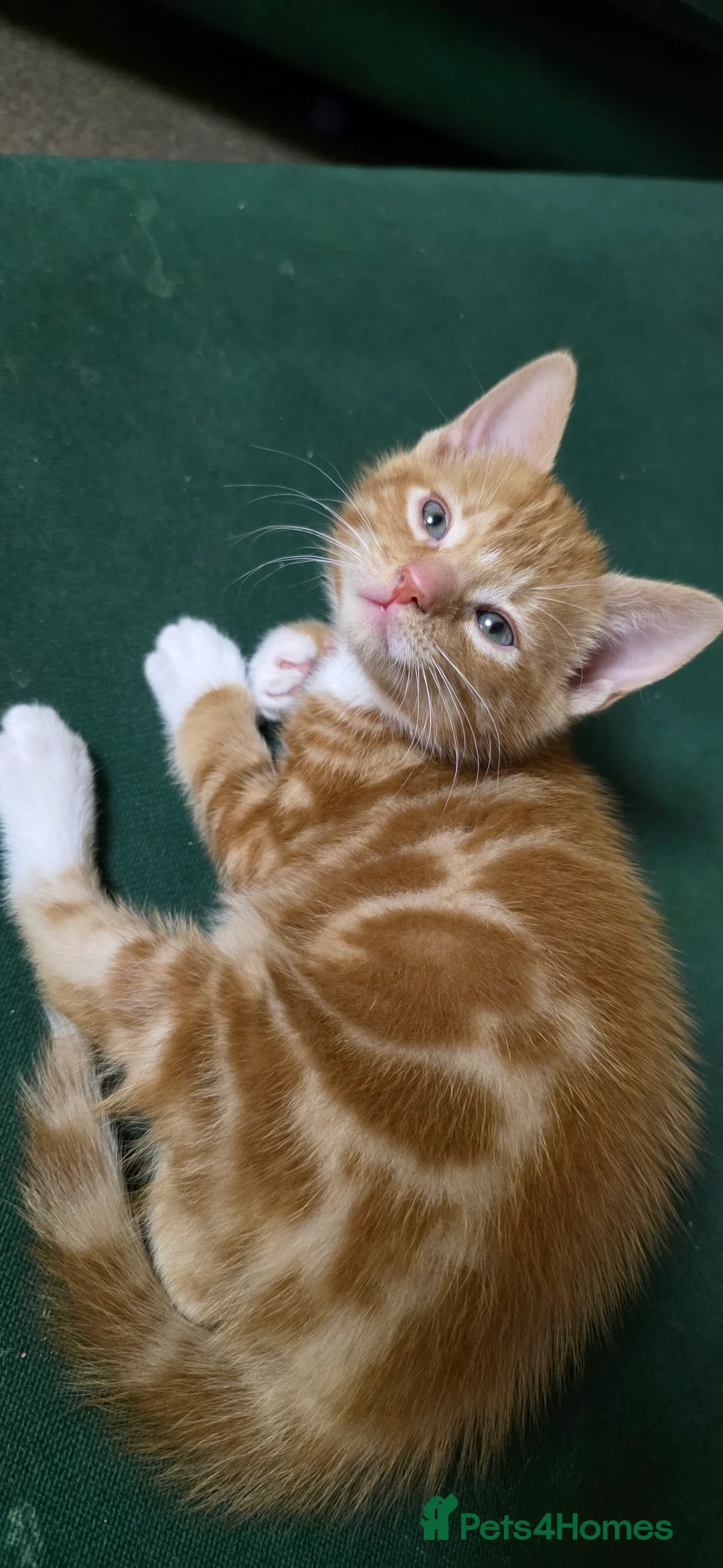 Mixed Breed cats for sale: Adorable Kitten Looking for a New Home - Advert 1
