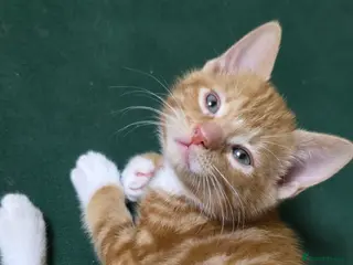 Mixed Breed cats Adorable Kitten Looking for a New Home - Advert 1