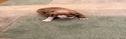 Boston Terrier dogs for sale: 8th Generation KC Reg Boston Terrier Puppies  - Advert 20