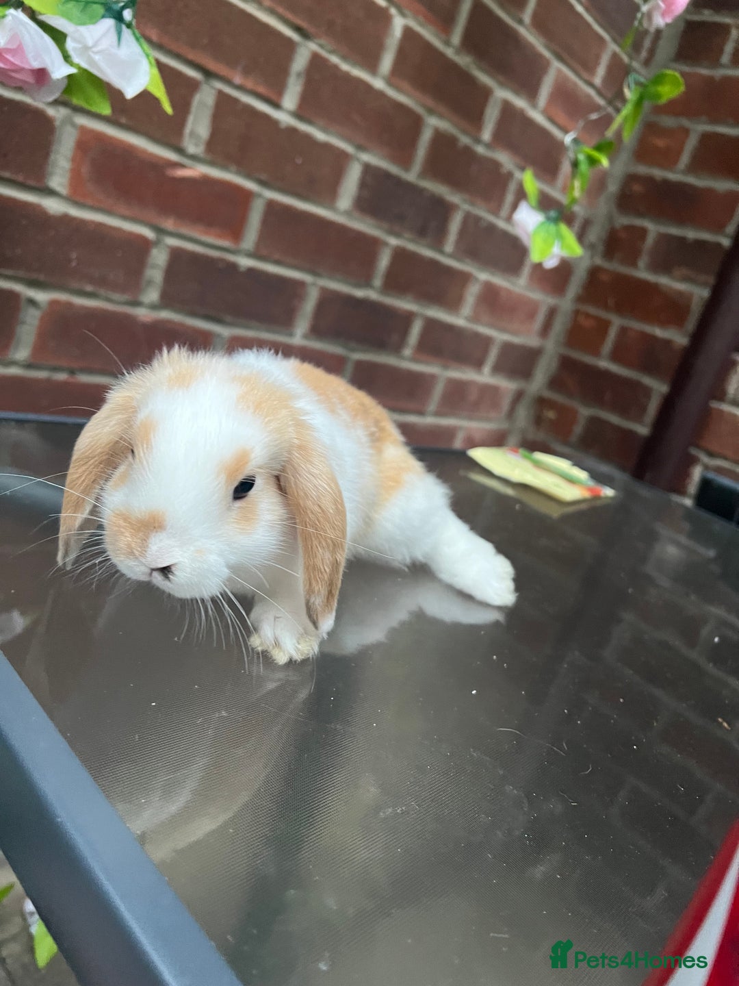 Mini Lop rabbits for sale: Mini lop  - Image 6