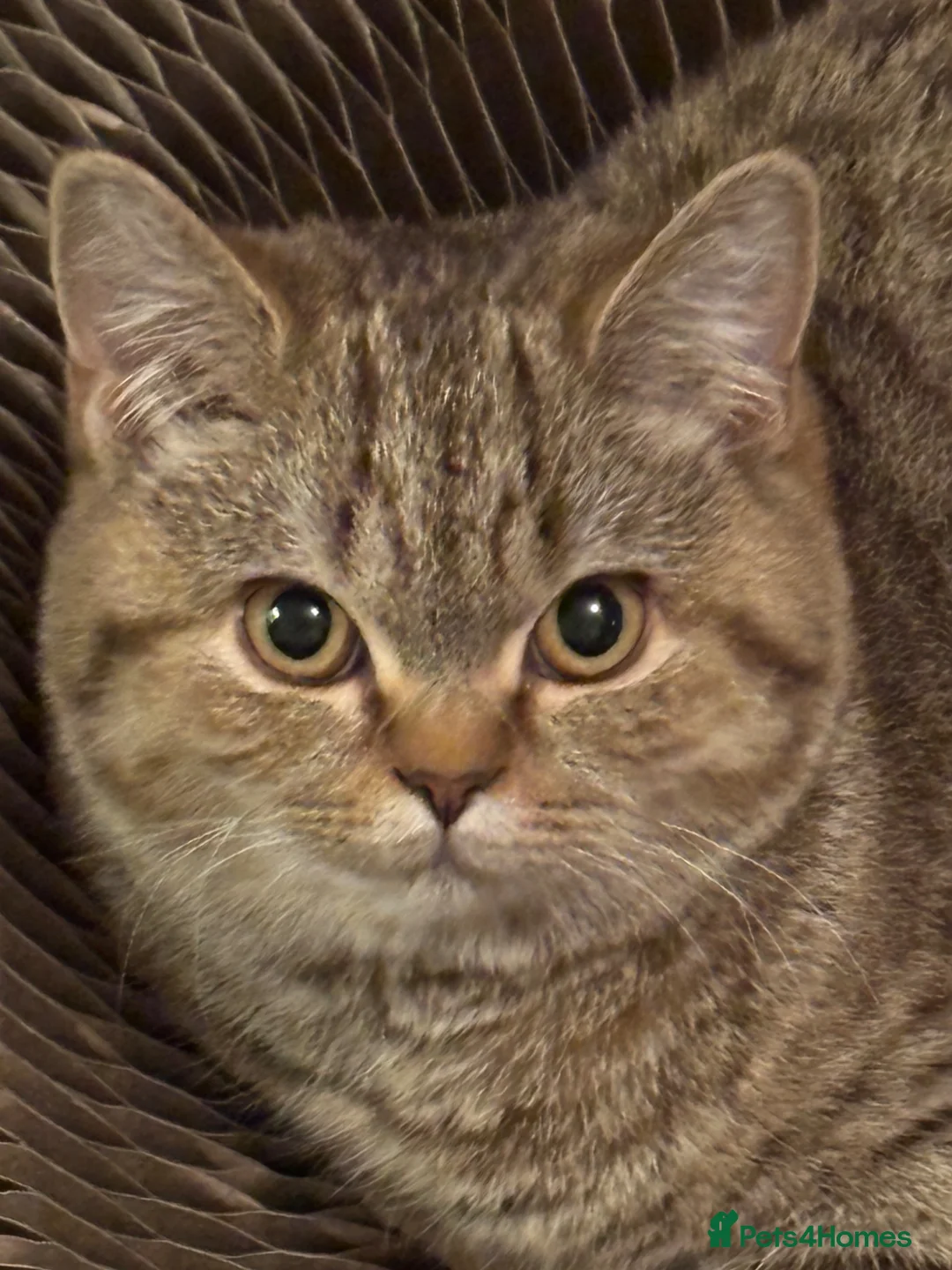 Mixed Breed cats for sale: 1 year old cat - Novi - Advert 4