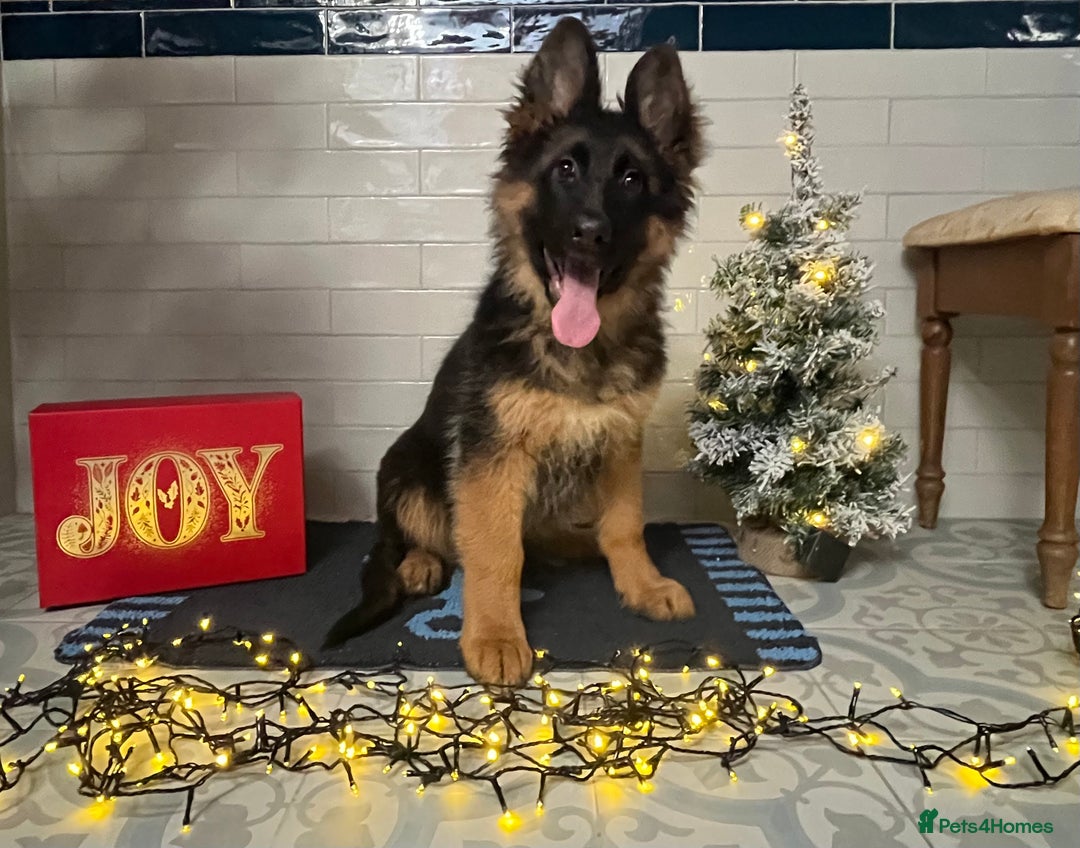 German Shepherd dogs for sale: Outstanding Vomkonstanz German Shepherd Litter  - Advert 9