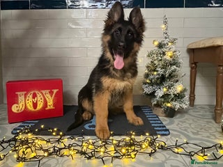 German Shepherd dogs Outstanding Vomkonstanz German Shepherd Litter - Advert 6