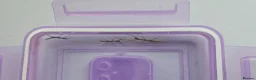 Stick Insects invertebrates for sale: Young stick insect ×4 - Advert 1