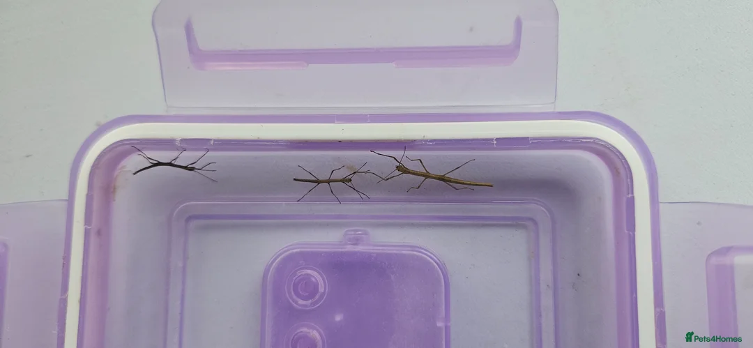 Stick Insects invertebrates for sale: Young stick insect ×4 - Advert 1