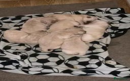 Golden Retriever dogs for sale: Available for STUD - Image 32