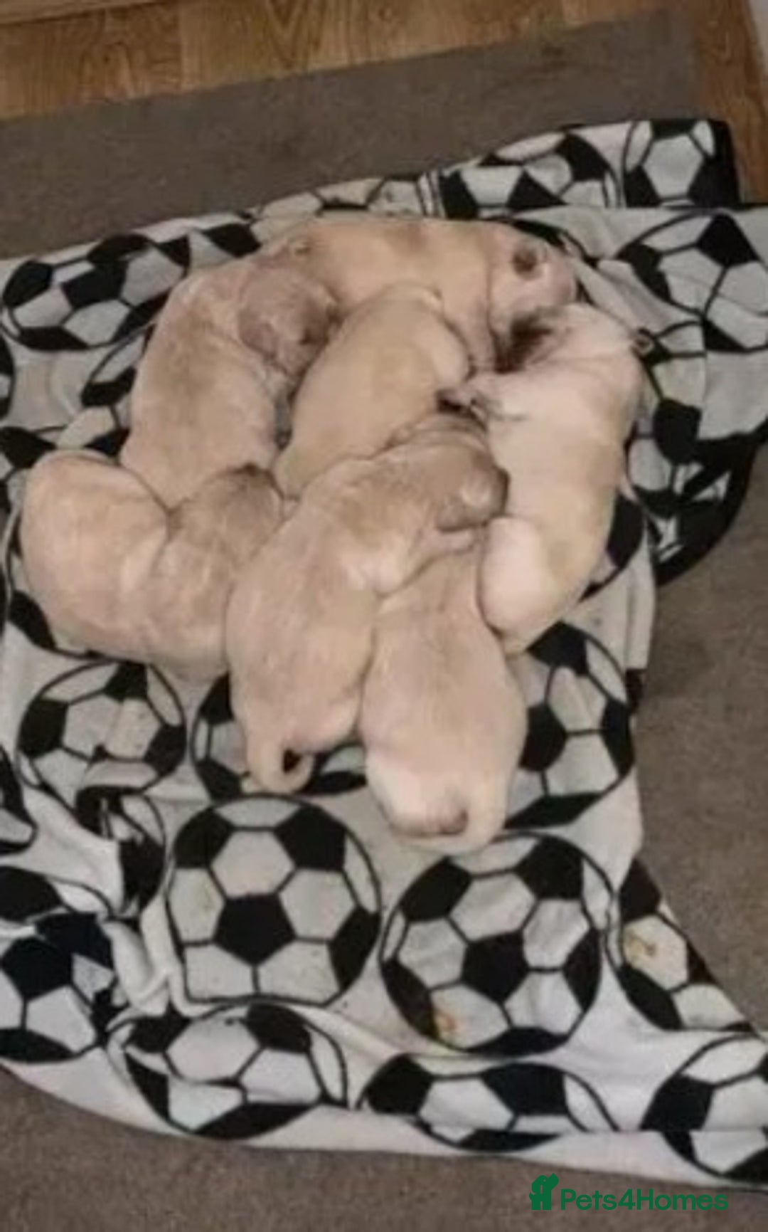 Golden Retriever dogs for sale: Available for STUD - Image 32