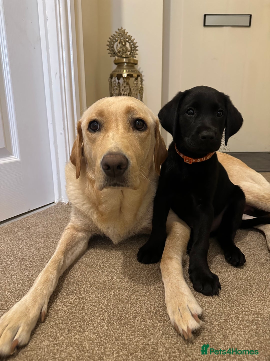Labrador Retriever dogs for sale: 2beautiful black puppiesAVAILABLE READY to leave. - Image 18