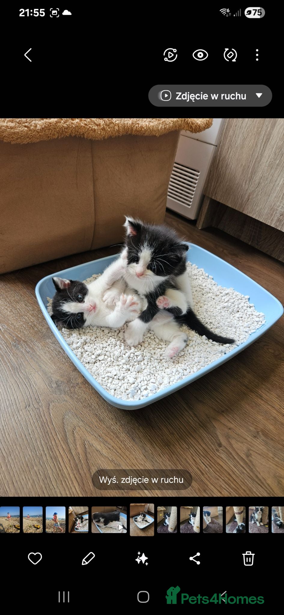 Mixed Breed cats Kitten for sale  - Advert 2