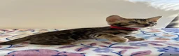 Bengal cats for sale: READY TO GO! Pure Pedigree Bengal Kittens TICA Reg - Advert 7