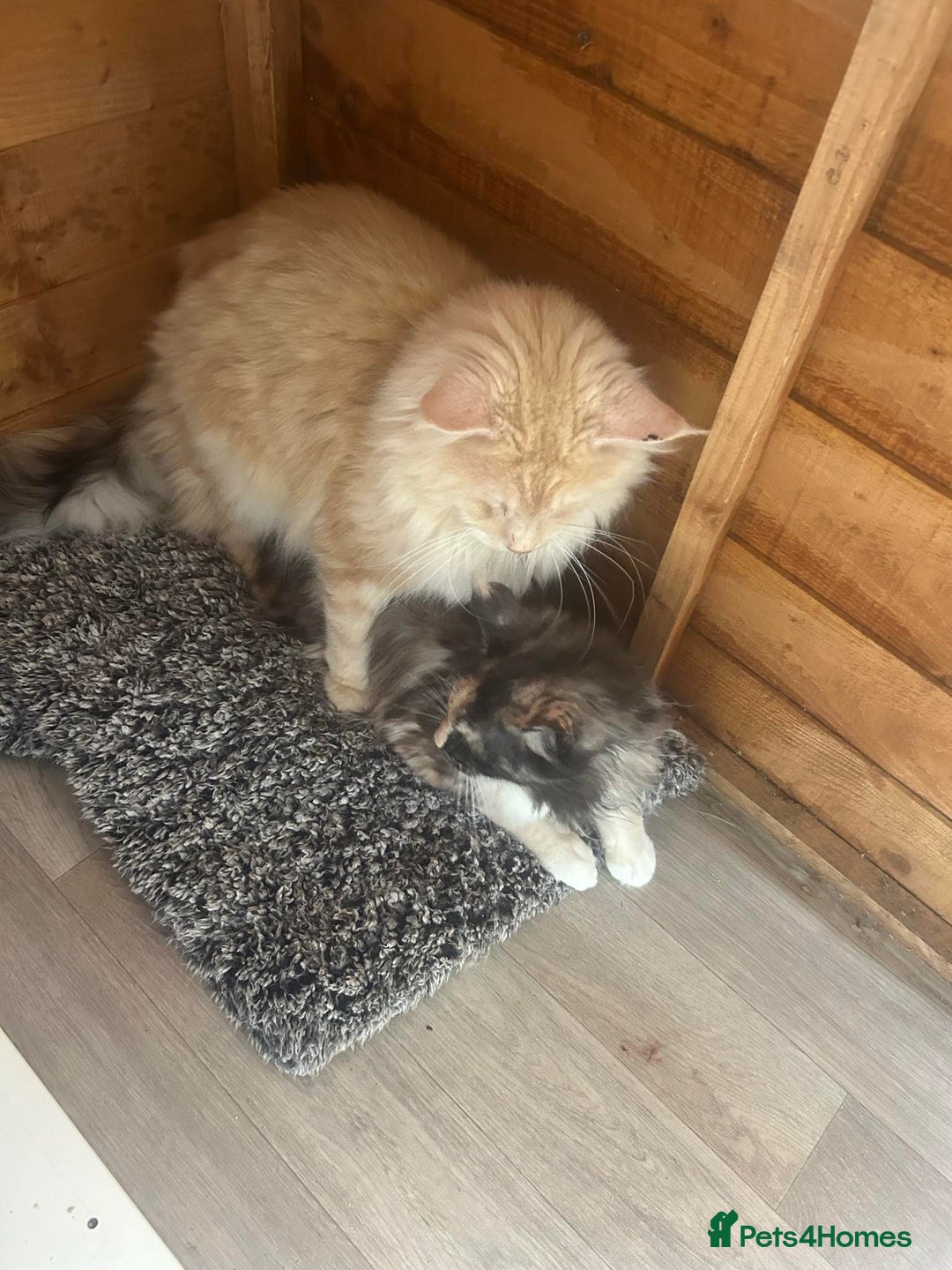 Maine Coon cats for sale: Active Maine Coon Stud for sale - Advert 13