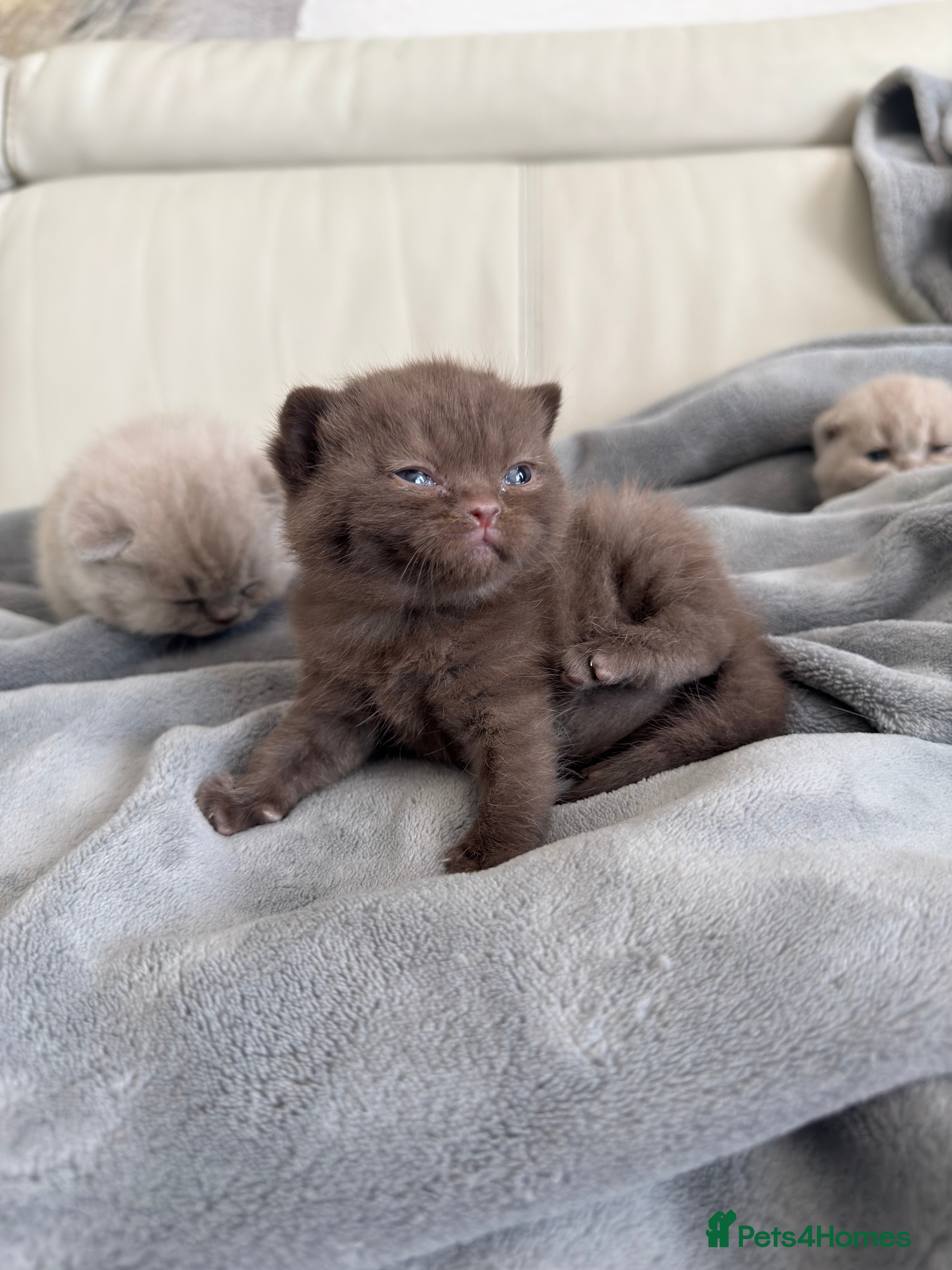 British Shorthair cats for sale: Cute British Shorthair Kittens – Pet Homes Only 💛 - Advert 12